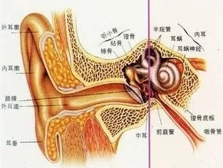 长期带耳机会耳聋么？